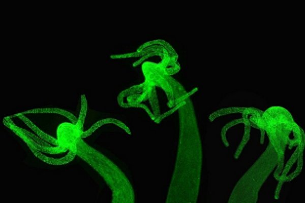 Как зайти на kraken маркетплейс