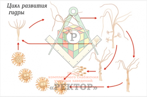 Kraken ссылка krakentor site